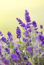 Lavander in blossom