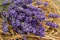Lavander bouquet Royalty Free Stock Photo