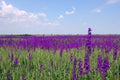 Lavander field Royalty Free Stock Photo