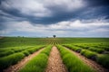 Lavander field before bloom Royalty Free Stock Photo