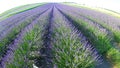 Lavander field in Czechia Royalty Free Stock Photo