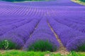 Lavander field Royalty Free Stock Photo