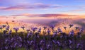 lavander field flowers at sunset  meadow chamomile in the grass at field summer blue sky with fluffy white clou Royalty Free Stock Photo