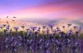 Lavander field flowers at sunset  meadow chamomile in the grass at field summer blue sky with fluffy white clou Royalty Free Stock Photo