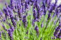 Lavander field Royalty Free Stock Photo