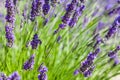 Lavander field Royalty Free Stock Photo