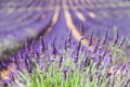 Lavander field Royalty Free Stock Photo