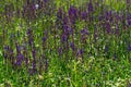 Lavander field in a spring Royalty Free Stock Photo
