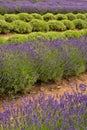 Lavander