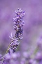 Lavander Fields