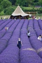 Lavander fields in bloom