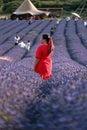 Lavander fields in bloom Royalty Free Stock Photo