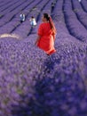 Lavander fields in bloom Royalty Free Stock Photo