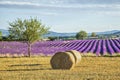 Lavander fields with hay rolls on the front view Royalty Free Stock Photo