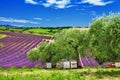 Lavander fields in Provence, France Royalty Free Stock Photo