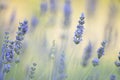 Lavander flowers