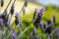 Lavander flowers in bloom