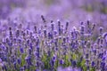 Lavander flowers field at the springtime