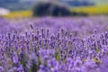 Lavander flowers field at the springtime Royalty Free Stock Photo
