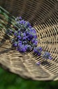 Lavander flowers on stem in the basket Royalty Free Stock Photo