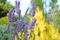 Lavander in the garden