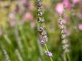 lavander garden plants flora grasslend