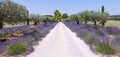 Lavander garden