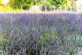 Lavander garden on sunset, outdoors