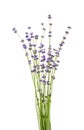 lavander isolated on white without shadow Royalty Free Stock Photo
