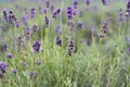 Lavander Royalty Free Stock Photo