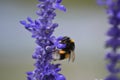 Lavander in Macrophotography of the bee without willi in cologne Royalty Free Stock Photo