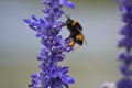 Lavander in Macrophotography of the bee without willi in cologne Royalty Free Stock Photo