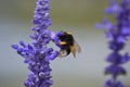 Lavander in Macrophotography of the bee without willi in cologne Royalty Free Stock Photo