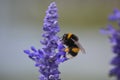 Lavander in Macrophotography of the bee without willi in cologne Royalty Free Stock Photo