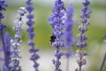Lavander in Macrophotography of the bee without willi in cologne Royalty Free Stock Photo