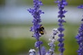 Lavander in Macrophotography of the bee without willi in cologne Royalty Free Stock Photo