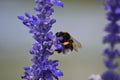 Lavander in Macrophotography of the bee without willi in cologne Royalty Free Stock Photo