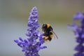 Lavander in Macrophotography of the bee without willi in cologne Royalty Free Stock Photo