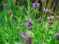 Lavander Royalty Free Stock Photo