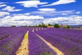 Lavander in Provance, France