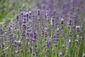 Lavander