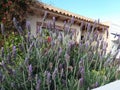 Lavander in small garden