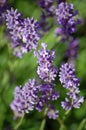 Lavander Stems Royalty Free Stock Photo