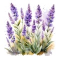 lavander watercolor illustration lavander fueld flowers in vase Royalty Free Stock Photo