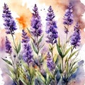 lavander watercolor illustration lavander fueld flowers Royalty Free Stock Photo