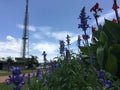 Lavanders at Brasilia tv tower fair.