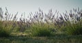 Lavandin bushes on the field, medicinal plant and beautiful field