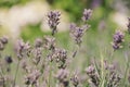 Lavandula Angostifolia Munstead - selective focus of lavender stems in summer with copy space