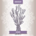 Lavandula angustifolia aka common lavender sketch Royalty Free Stock Photo