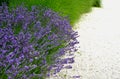 Blue lavender flowering path in the park with white marble gravel in the background of ornamental grass Royalty Free Stock Photo
